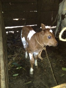 Babu Lyimo's new baby cow, just two days old.